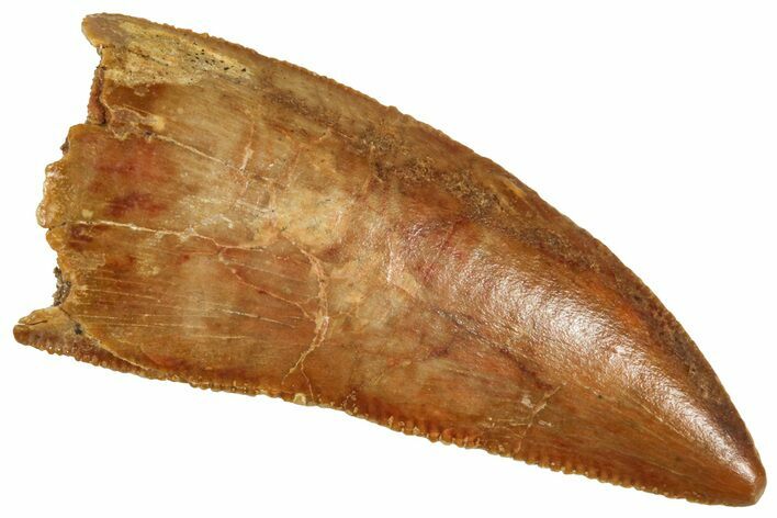 Serrated Raptor Tooth - Real Dinosaur Tooth #371419